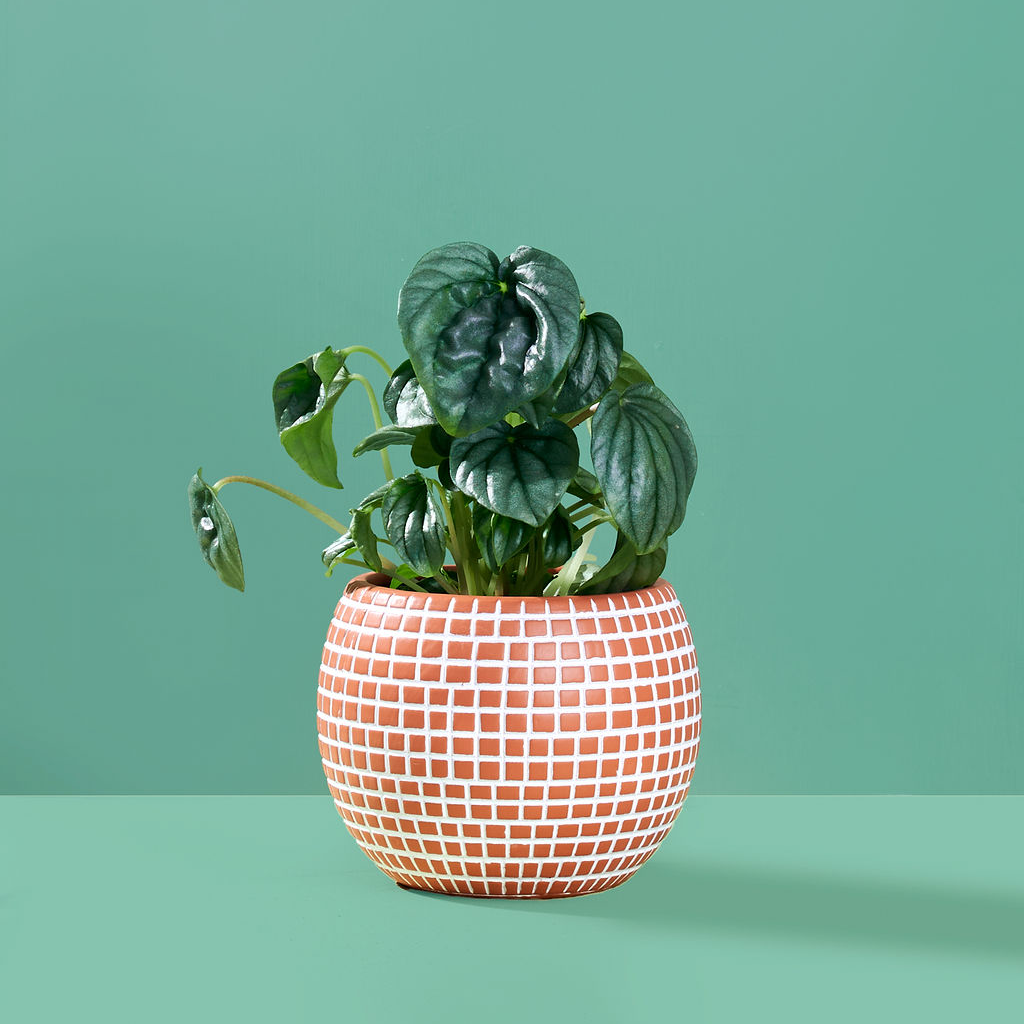 Medium Disco Ball Ceramic Planter - Terracotta